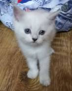 Британская кошка.