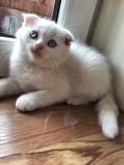 Шотландская вислоухая кошка.