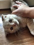 Шотландская вислоухая кошка.