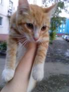 Кошки.