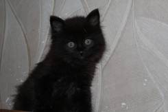 Кошки.