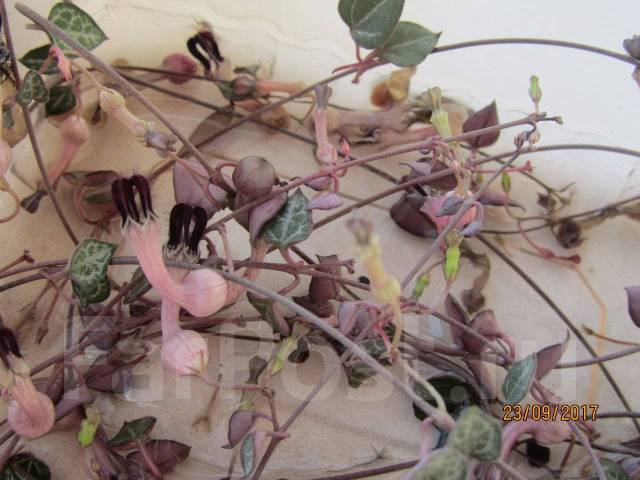 Церопегия Вуда, в наличии. Цена: 150₽ во Владивостоке