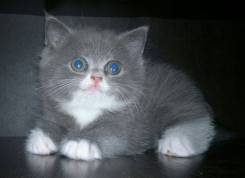 Шотландская кошка.