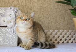 Британская кошка.