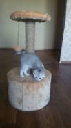 Котик