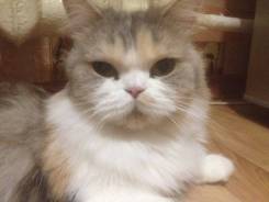 Кошки.