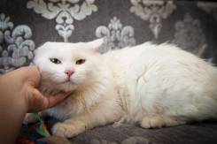 Ангорская кошка.