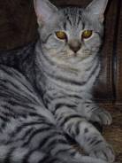 Шотландская кошка. Под заказ