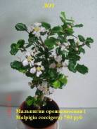 Мальпигия.