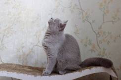 Британская кошка.