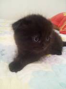 Шотландская вислоухая кошка.