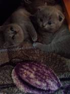 Шотландская кошка.