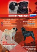 Мопс.