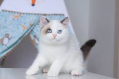 Британская кошка.