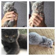 Шотландская кошка.