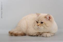 Британская кошка.
