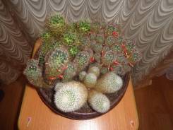 Кактус.