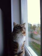Вязка кошек.