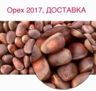 Орех кедровый.