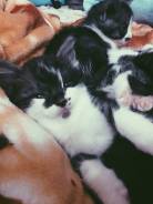Кошки.