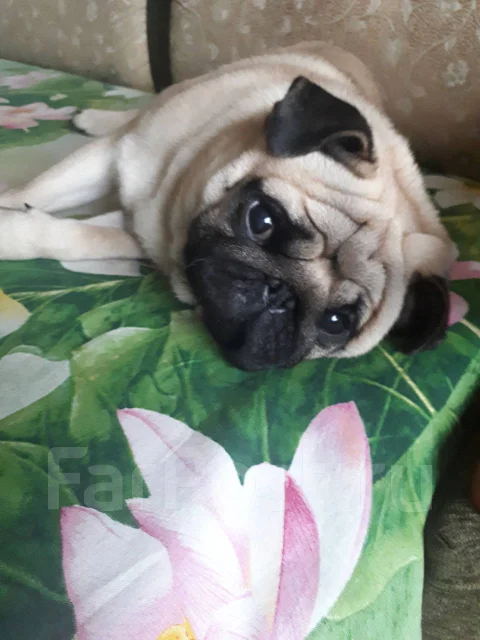 ����. ����