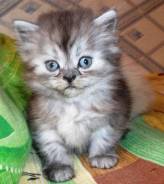 Шотландская прямоухая кошка.