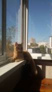 Срочно отдам котенка