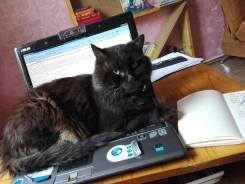 Отдадим в заботливые руки коты!