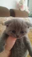 Шотландская кошка.