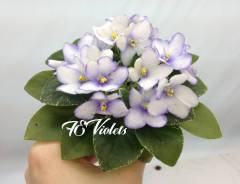 Сенполия.