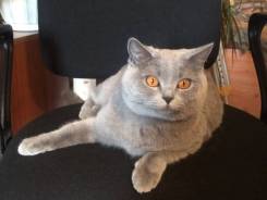 Британская кошка.