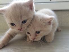 Шотландская кошка.