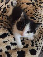 Котёнок девочка в добрые руки
