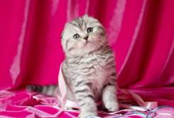 Шотландская вислоухая кошка.