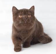 Британская кошка.