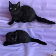 Шотландская кошка.