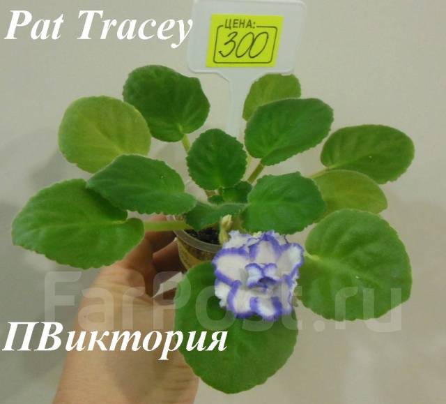 Фиалка PAT Tracey - стартер, в наличии. Цена: 300₽ во Владивостоке