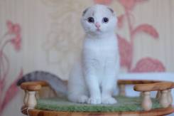 Шотландская вислоухая кошка.