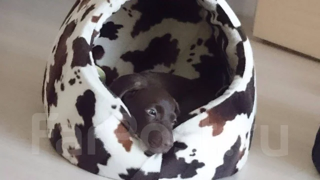 �����. ����