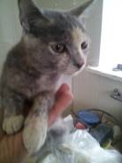 Котёнок девочка счастье(трехцветка)