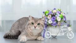 Продаётся котик