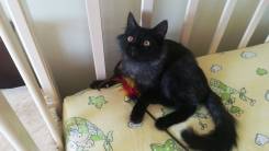 Котёнок шикарного окраса