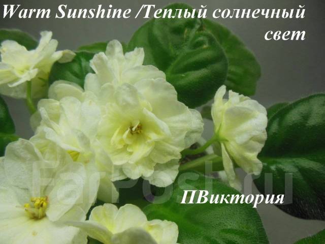 Фиалка warm sunshine фото и описание