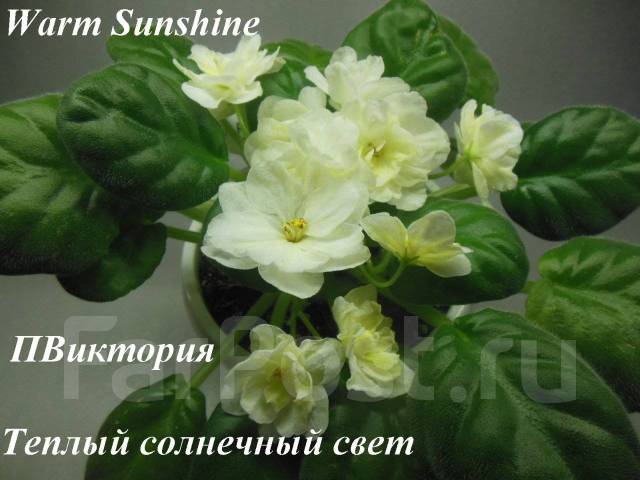 Фиалка warm sunshine фото и описание