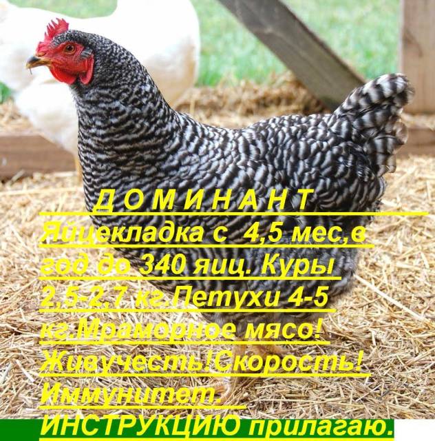 Доминант с зеленым яйцом фото Куры Микс инкубационное яйцо, в наличии. Цена: 40 ₽ в Арсеньеве