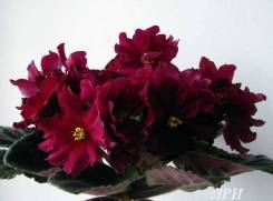 Сенполия.