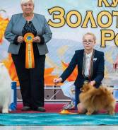 Немецкий шпиц.