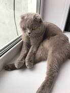 Шотландская вислоухая короткошерстная кошка.