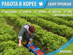 Сельхоз Работы в Южной Корее Много Работы для Женщин