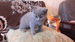 Британская кошка.